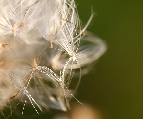 Close-up of a dandelion seed head with seeds blowing in the wind.